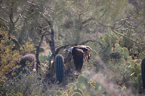 034 Harris Hawk.JPG