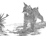 Small Wonders - Bobcat and Butterfly.jpg