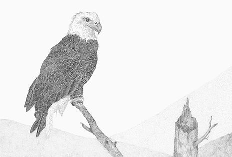 Majestic Moment - Bald Eagle.jpg