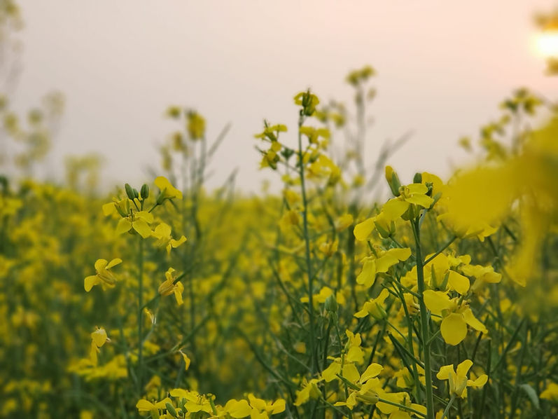 Canola - Flowering 3.jpg