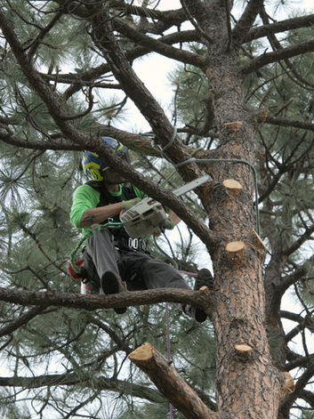 arborist in Colorado Springs colorado doing a tree removal