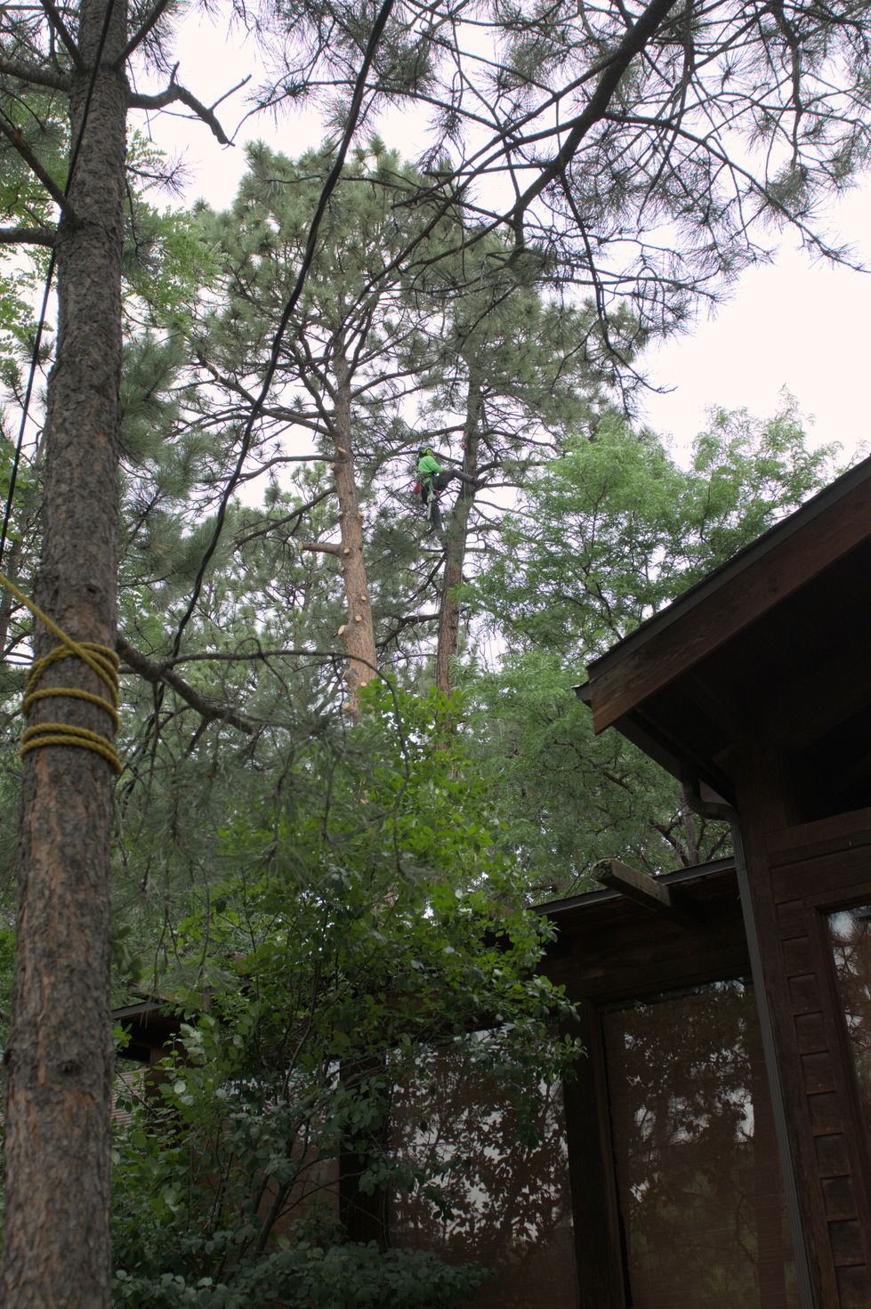 Arborist during tree removal Colorado Springs