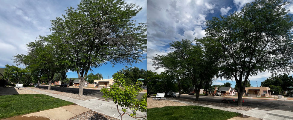 Pueblo tree trimming