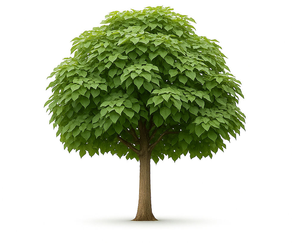 Catalpa tree with heart-shaped leaves and showy white flowers — a fast-growing, drought-tolerant shade tree perfect for Colorado’s dry climate