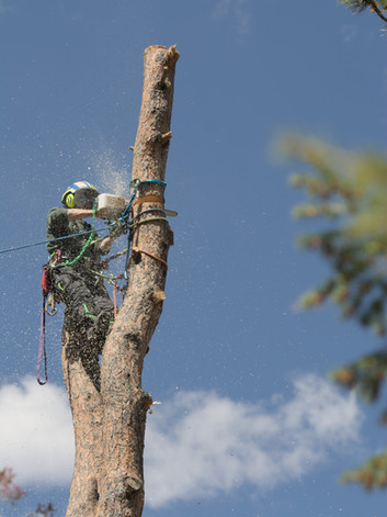 Arborist using a chainsaw to remove a tall tree trunk under a blue sky — safe tree removal service in Pueblo, Colorado.