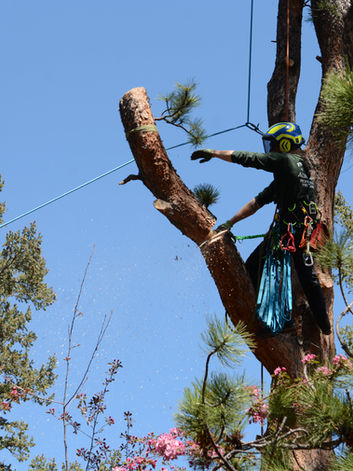 Arborist trimming tree branches using ropes