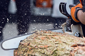 Tree Removal Colorado Springs