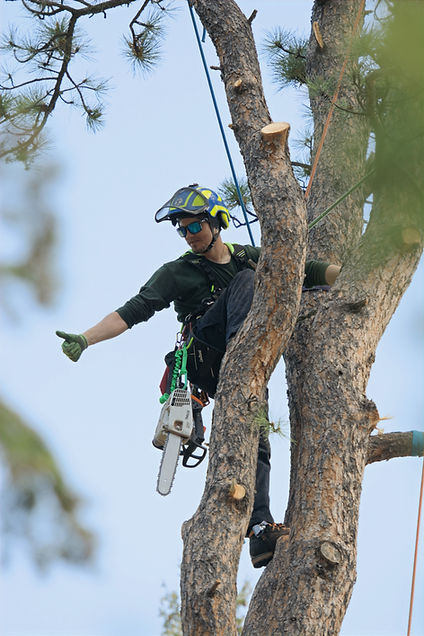 Zackery Lohse Arborist climbing and removing a tree in the greater Colorado Springs Area
