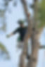 Zackery Lohse Arborist climbing and removing a tree in the greater Colorado Springs Area