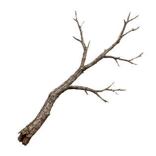 Tree Pruning Colorado Springs