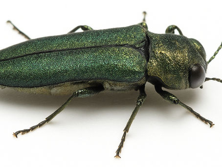 Emerald Ash Borer Treatment in Pueblo & Colorado Springs: When It's Too Late—and When You Can Still Save Your Tree
