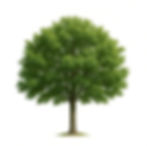 Mature ash tree with a full, symmetrical canopy — provides quick shade and growth, though Emerald Ash Borer treatment is recommended in Pueblo.