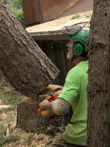 Tree Service Company removing a tree trunk in colorado springs co