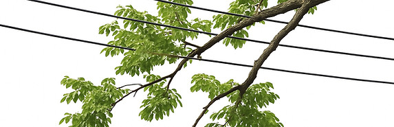 branches near power lines pueblo co_edited