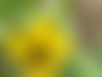 ☀️ Gardening in December – A Summer Garden in Motion