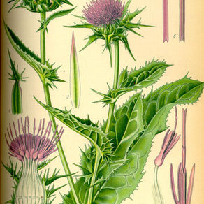 Milk Thistle