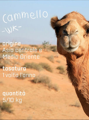 cammello -wk-