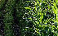 thinkstockphotos-479625598_header-1500x500.jpeg