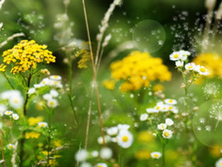 Curbing the Curse of the Pollen Season