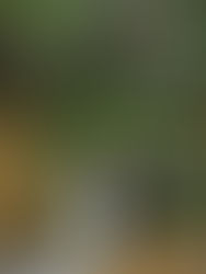 Plant-Infused Floral Designs in Green and White