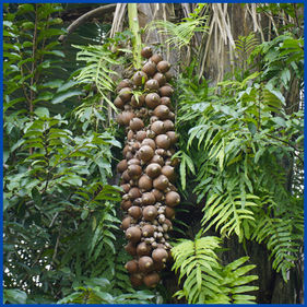 "What is Babassu Oil? | Babassu Oil Benefits for Skin”