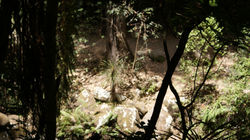 The Ngahere at the Falls