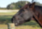 Caballo haciendo "cribbing"