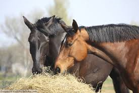 caballos comiendo