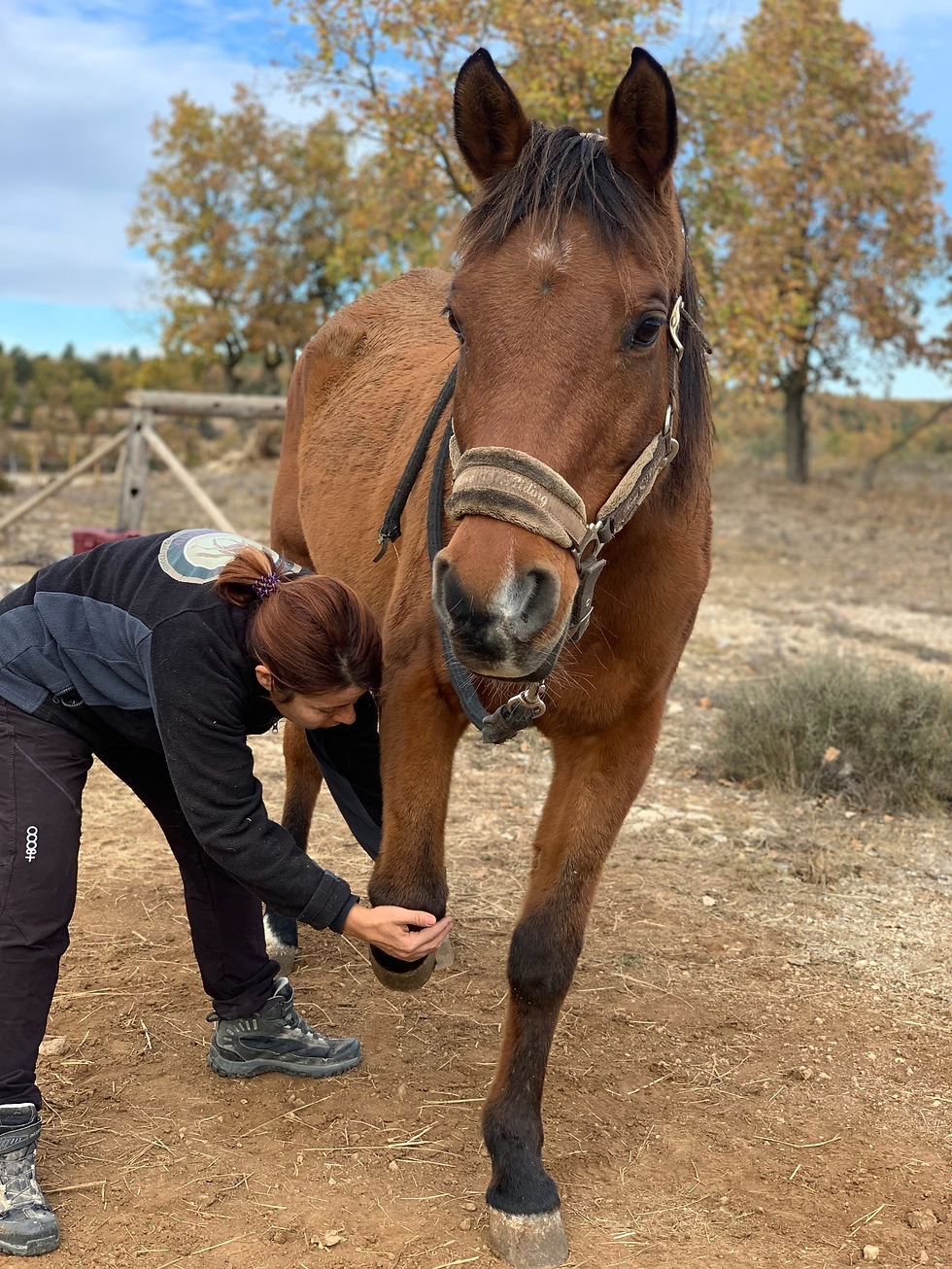 Método Masterson masaje equino