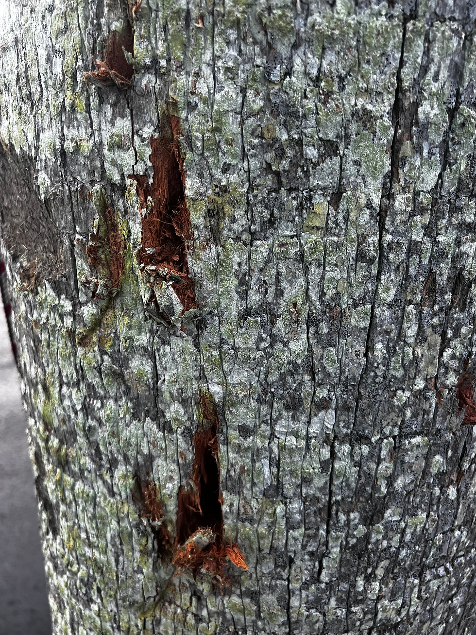 tree spike damage