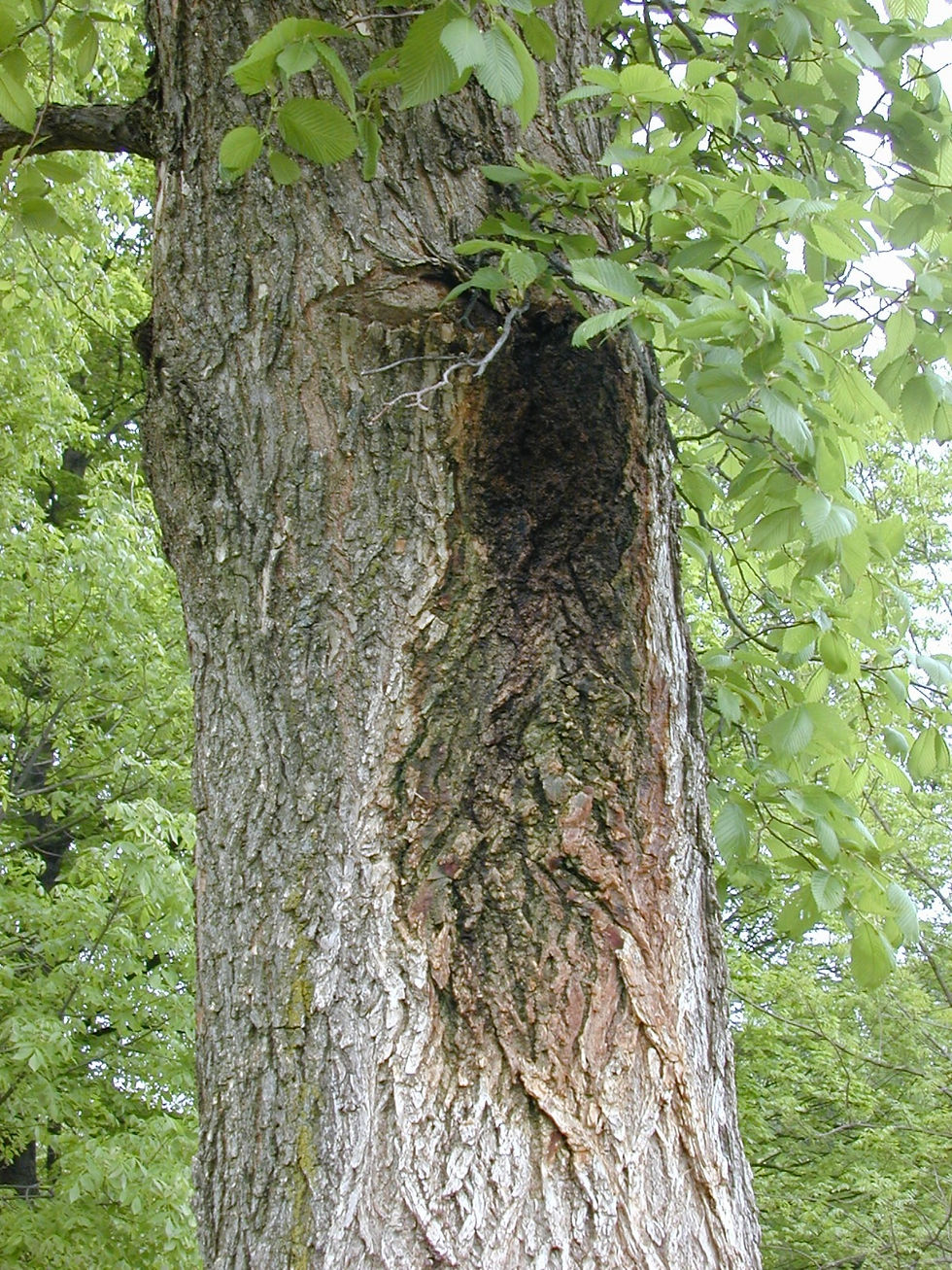 Bacteria Wet wood