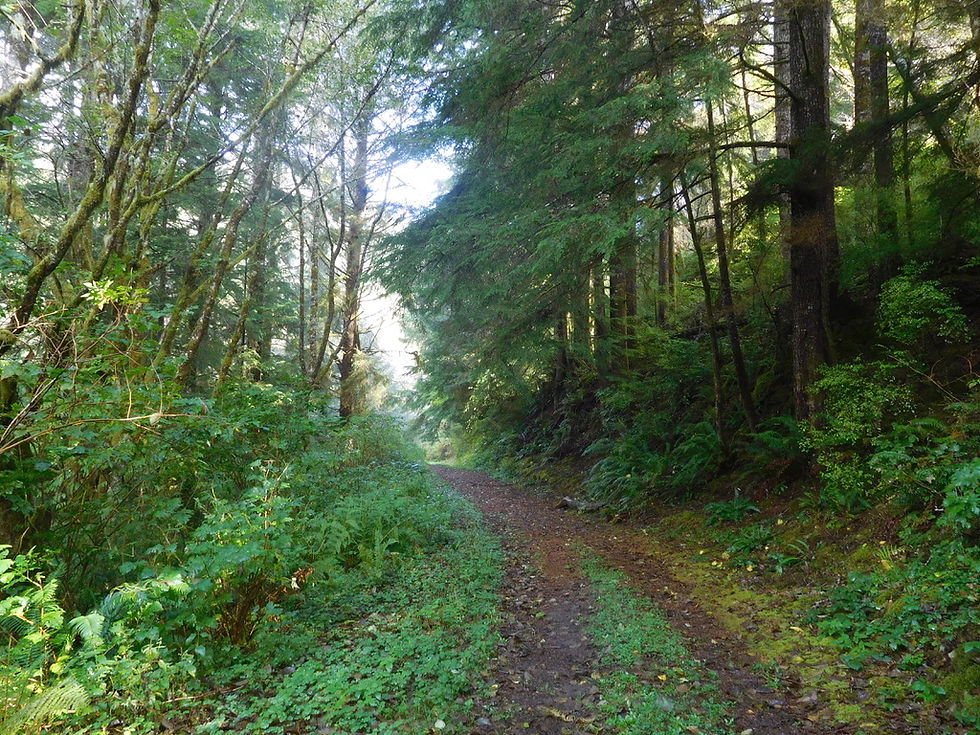 forest