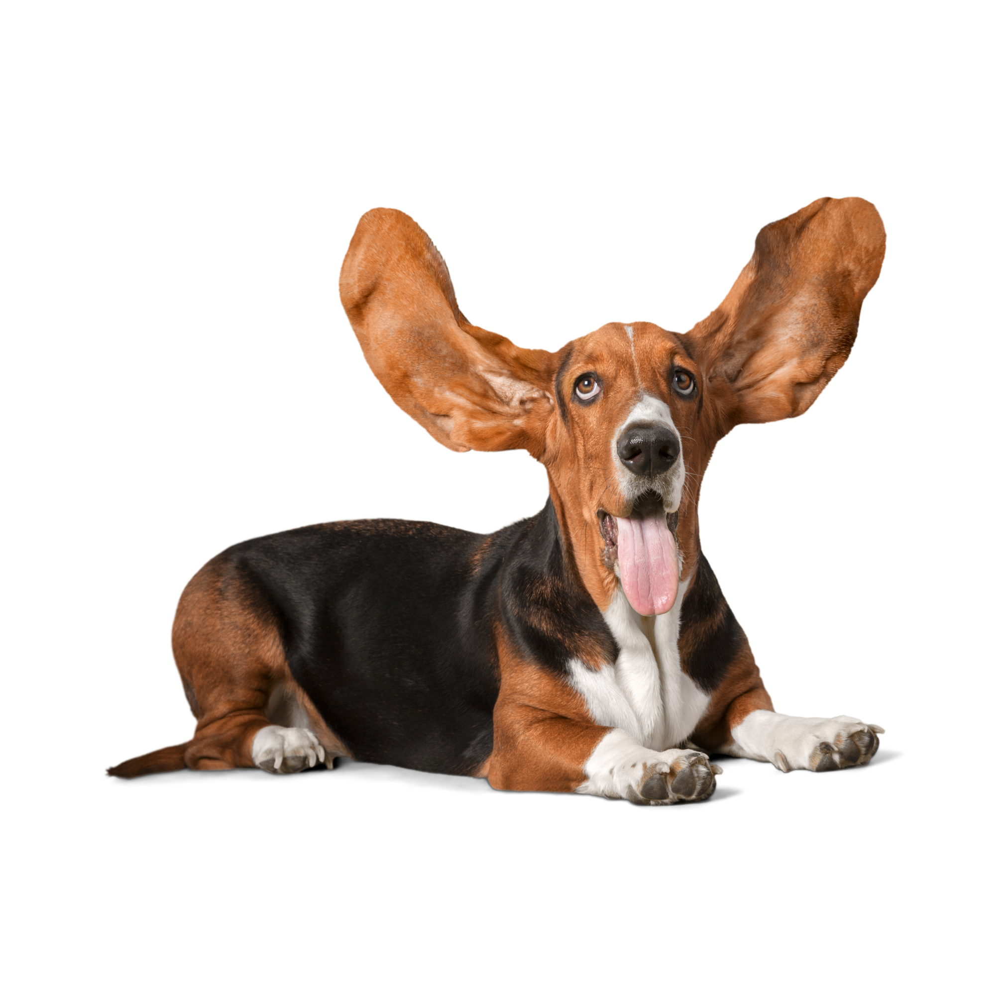 Playful basset hound with large ears laying down, representing dog poop removal services
