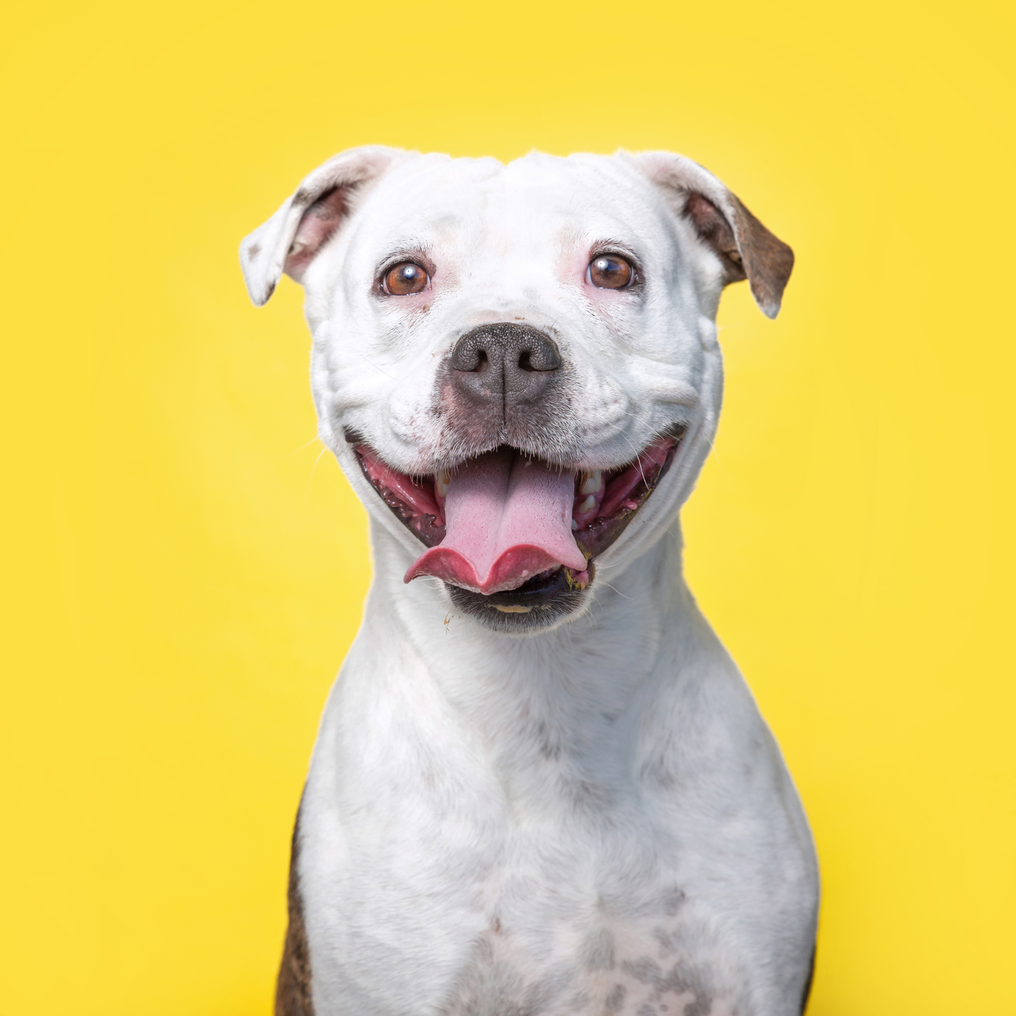Smiling pitbull