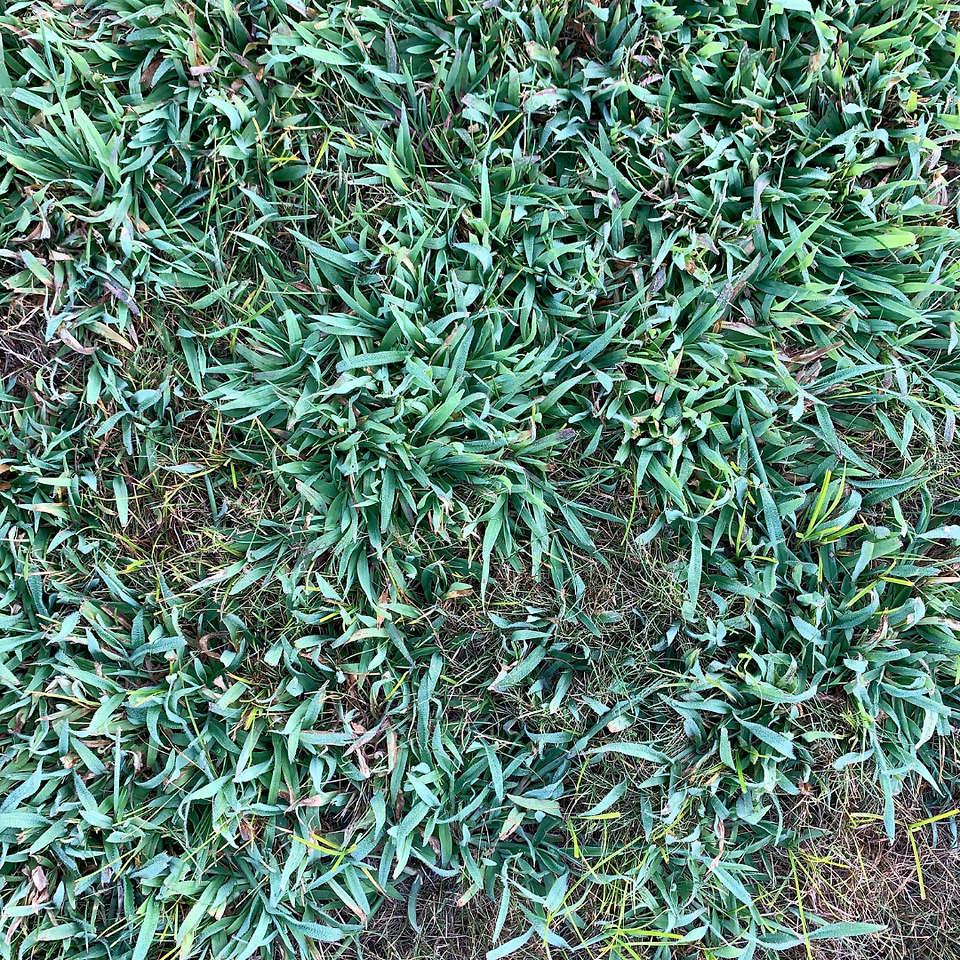 Patchy lawn with crabgrass weeds in Auburn, AL – The importance of professional weed control