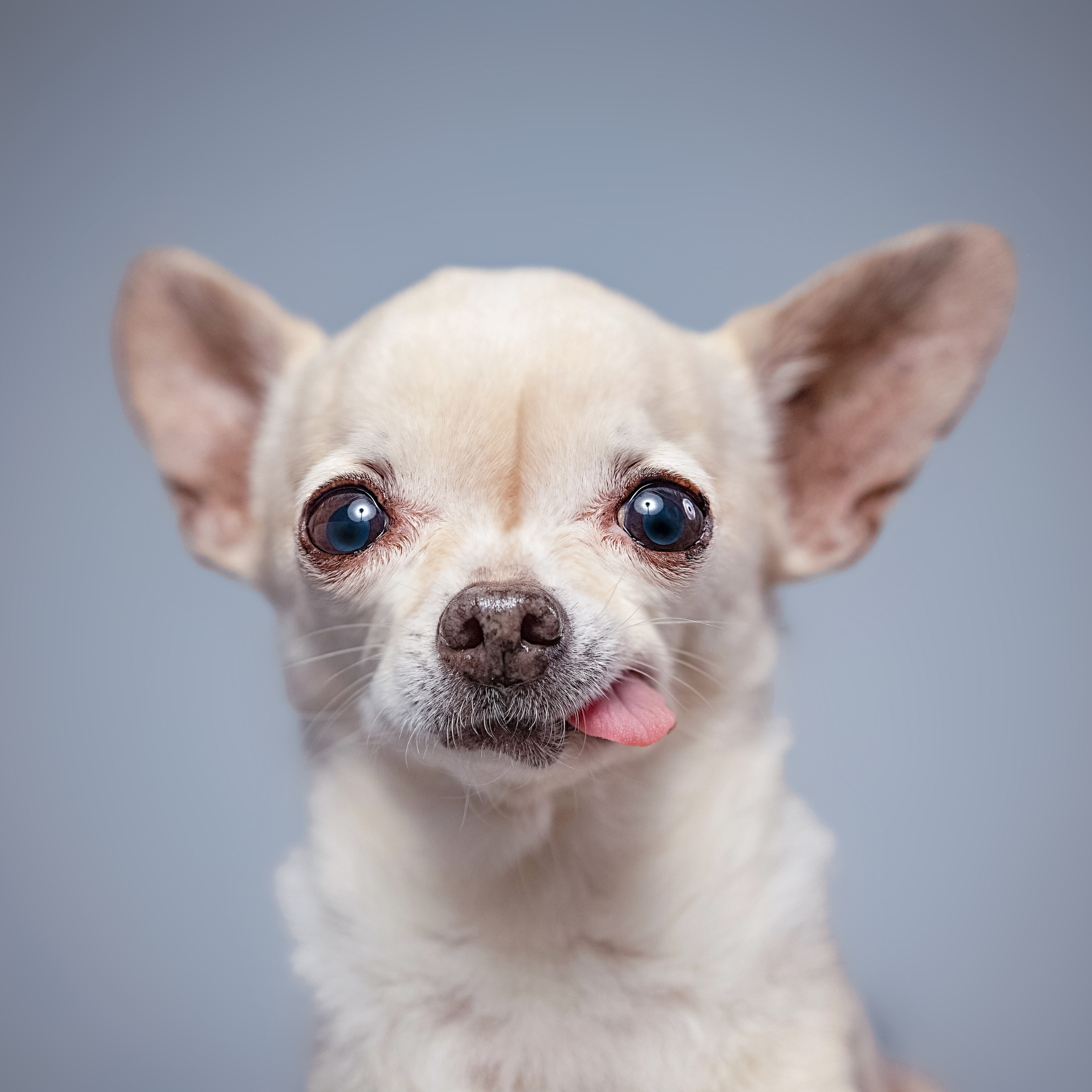 White chihuahua with tongue out