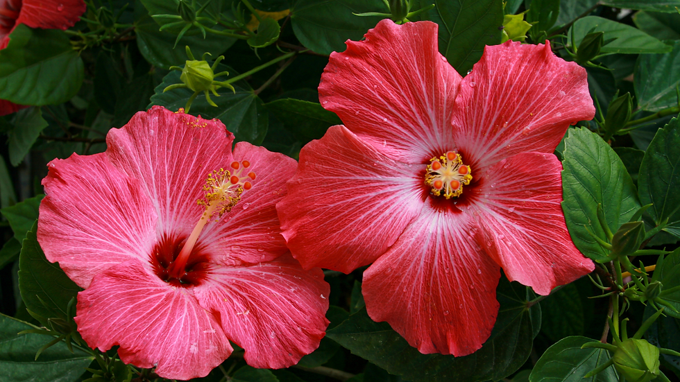 Bright red hibiscus flowers blooming, perfect heat-tolerant plants for pool areas in Alabama
