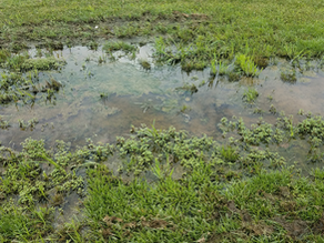 Standing water and soggy soil in a backyard lawn, showing poor yard drainage and the need for proper landscape grading and erosion control.
