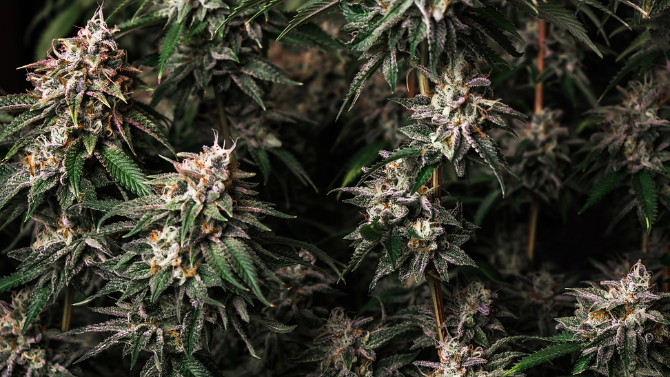 High-res photo of cannabis plant
