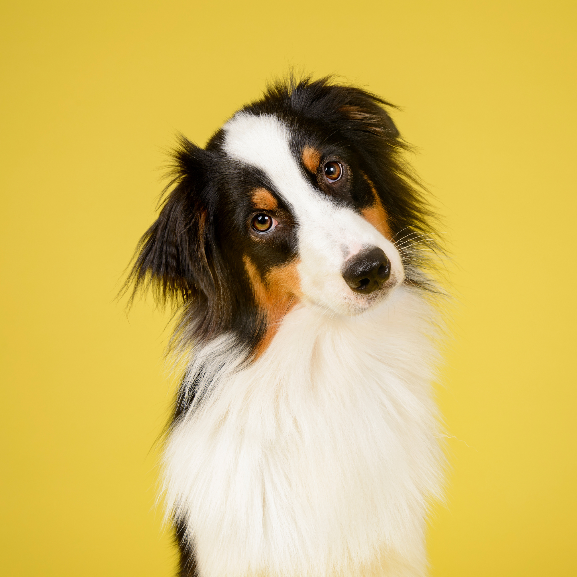 Black and white dog