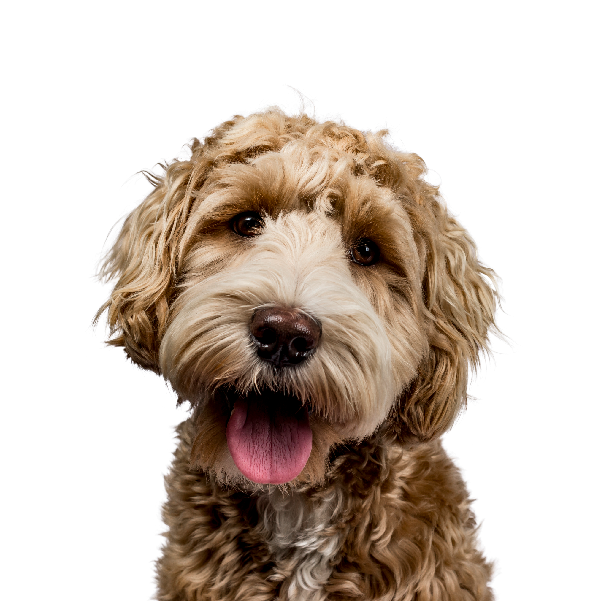 Happy brown labradoodle