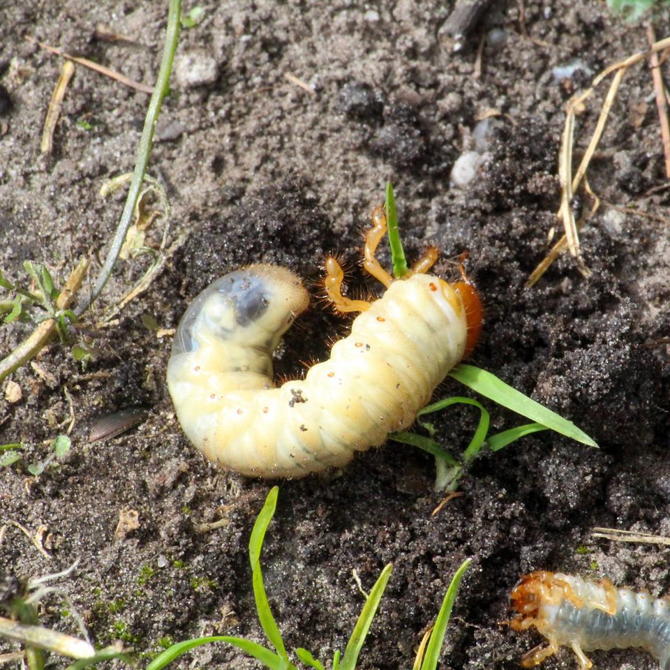 Lawn grubs damaging grass roots in Auburn, AL - pest management tips
