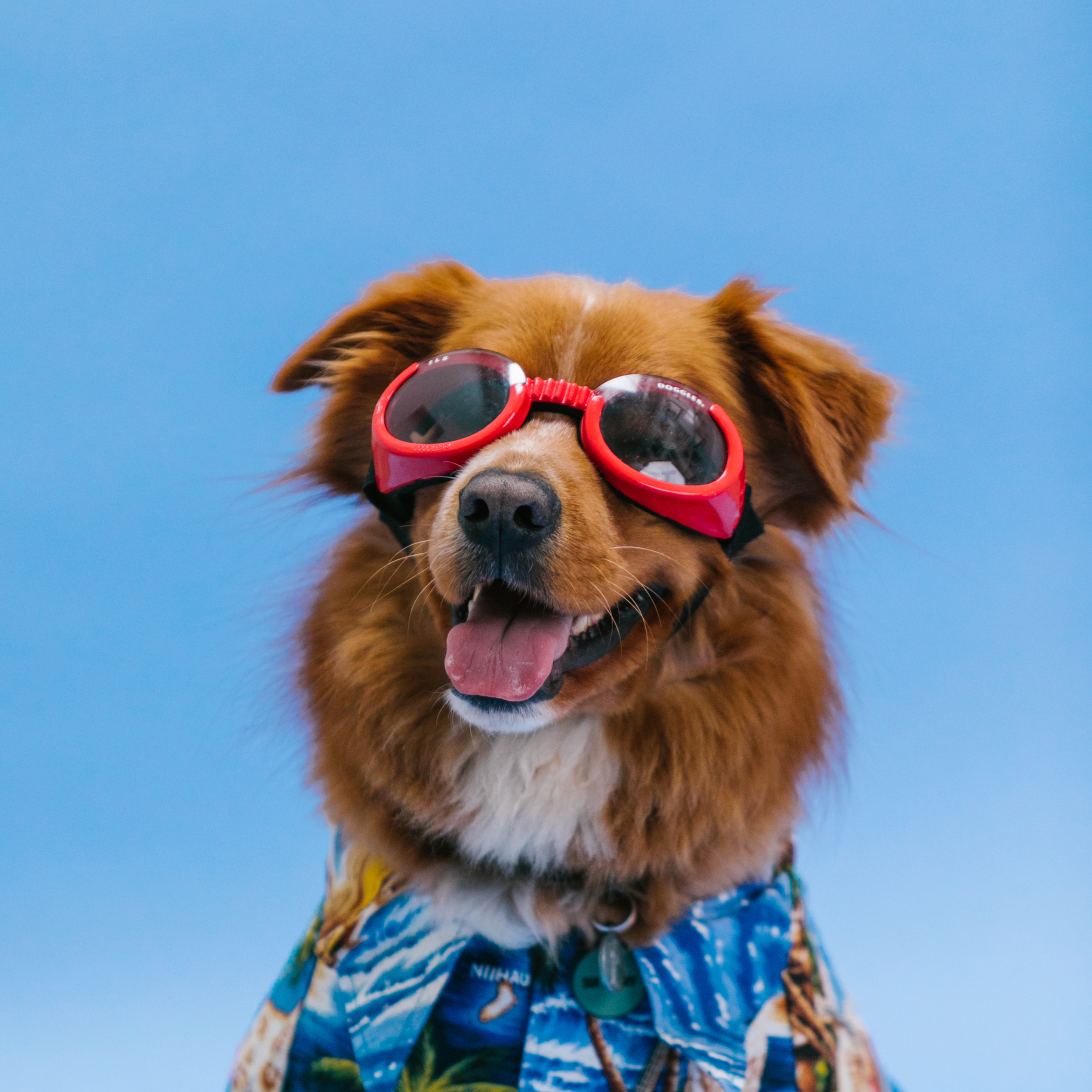 Happy brown dog wearing red goggles against a blue background.