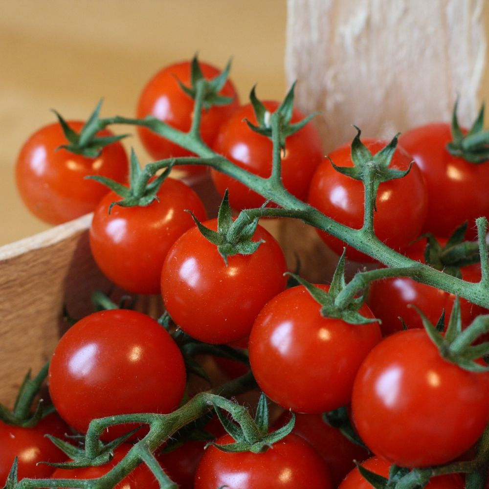 TOMATE CERISE