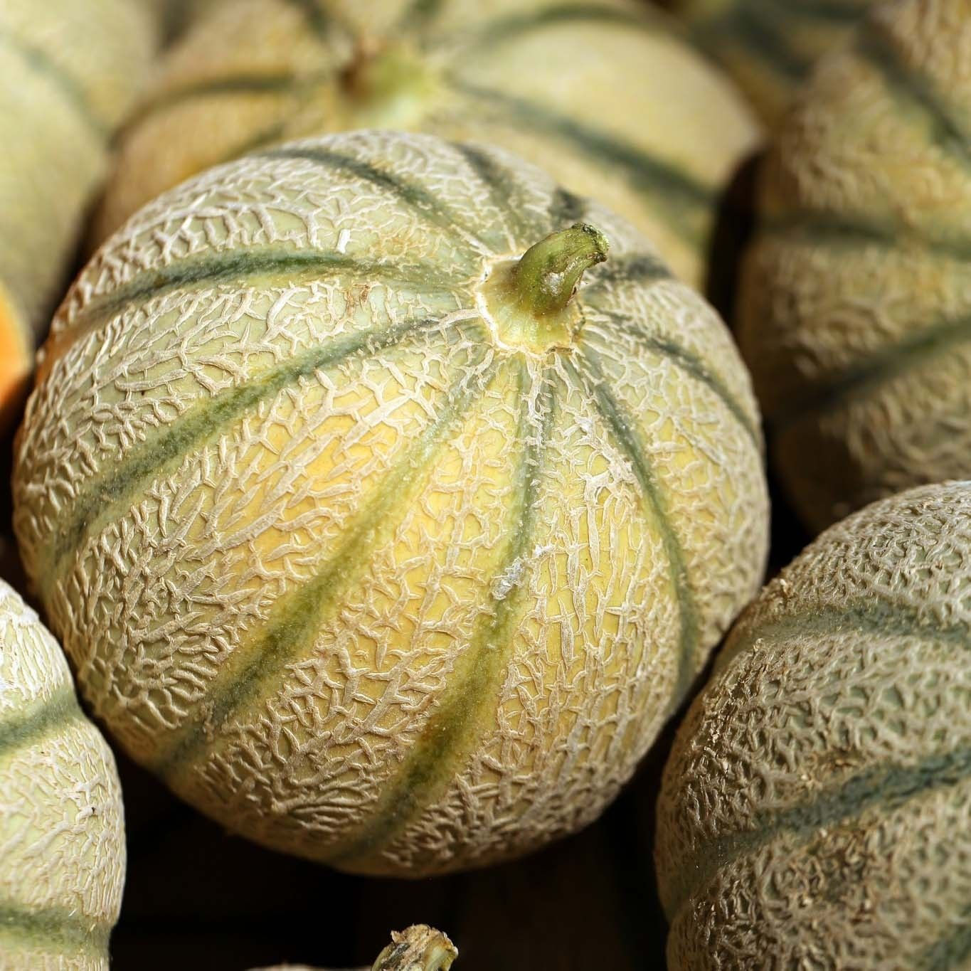 MELON CHARENTAIS JERAC