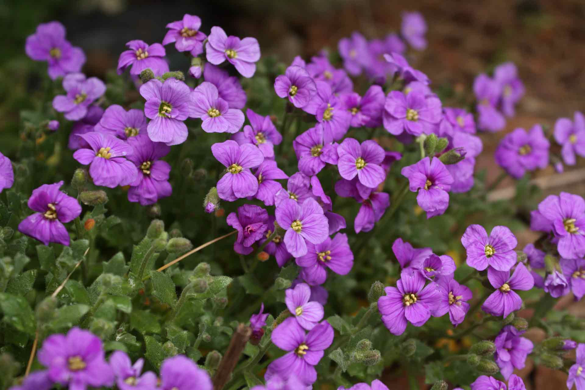 AUBRIETA DELTOIDE VARIEE