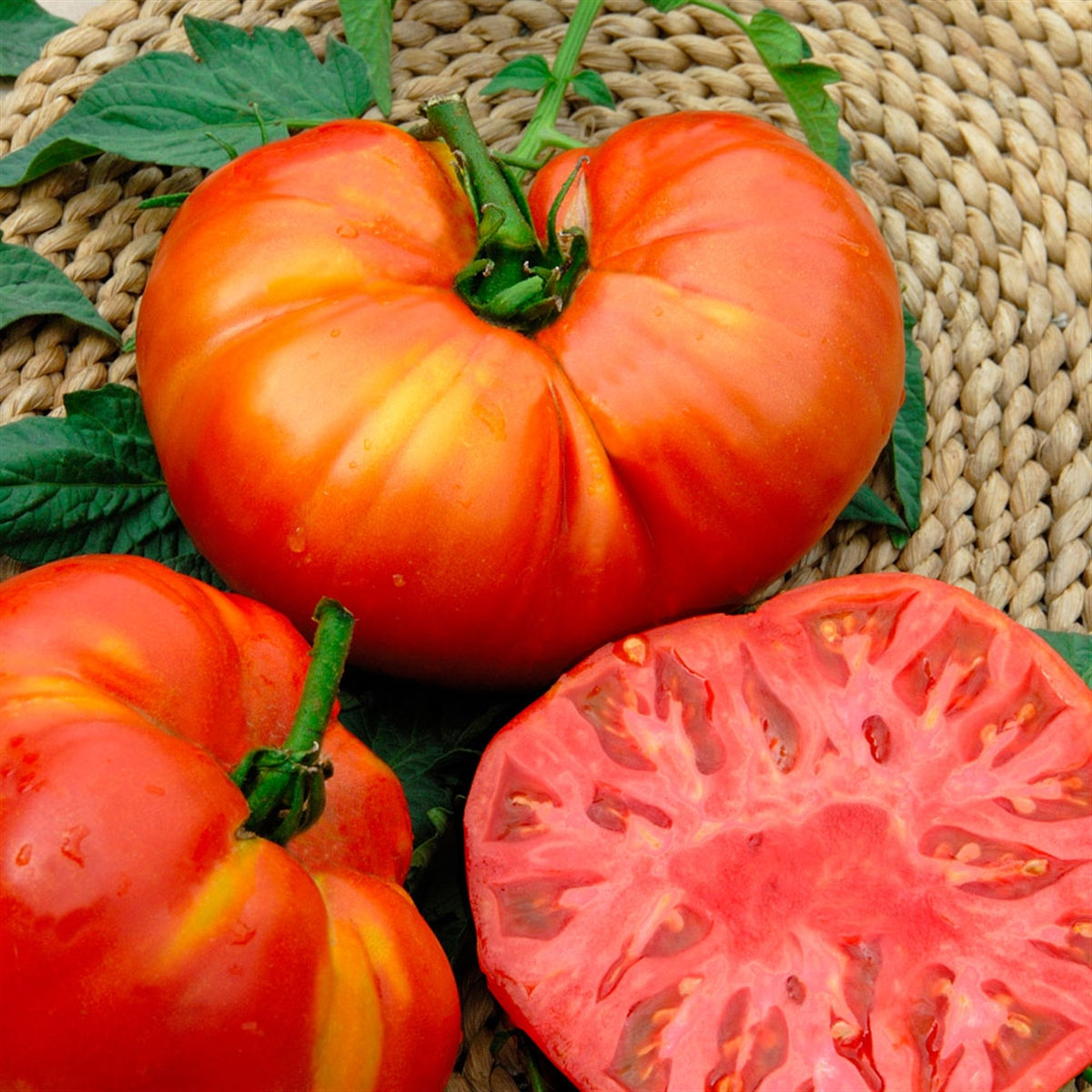 TOMATE BEEFSTEACK