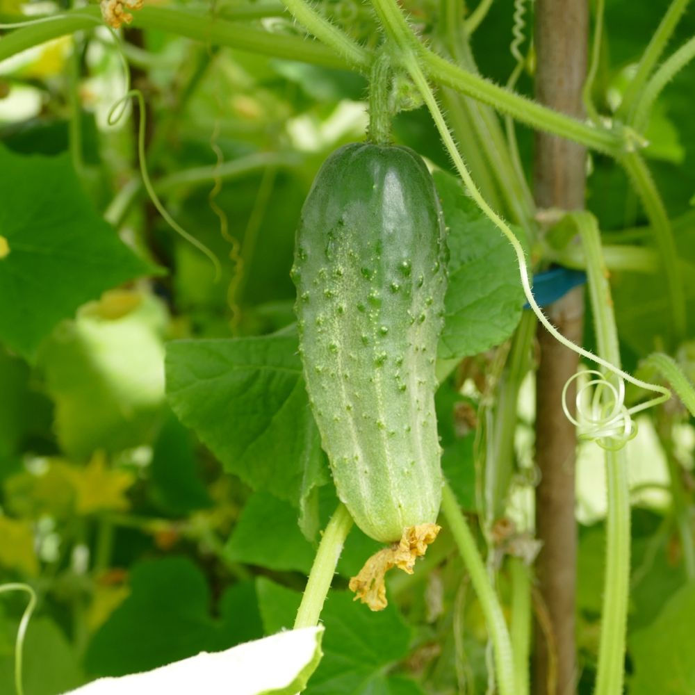 CORNICHON CETO