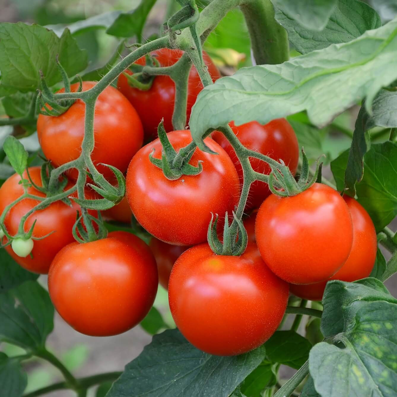 TOMATE GRAPPE