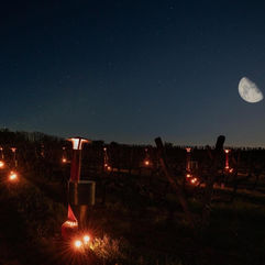 Essais de chaufferettes à granulés dans nos rangs de vignes par l'entreprise Prevot située à Sarrey